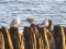 Larus melanocephalus