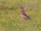 Anthus cervinus