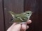Phylloscopus inornatus