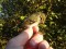 Phylloscopus inornatus