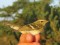 Phulloscopus inornatus
