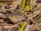 Anthus cervinus