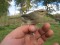 Phylloscopus fuscatus