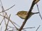Phylloscopus inornatus