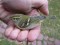 Phylloscopus inornatus