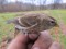 Acanthis cabaret