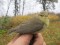 Phylloscopus trochilus