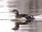 Gavia arctica