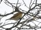 Phylloscopus collybita