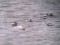 Larus hyperboreus