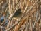 Phylloscopus collybita