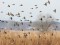 Carduelis flavirostris