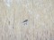 Emberiza schoeniclus