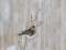 Carduelis flavirostris