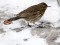 Anthus petrosus