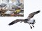 Larus cachinnans