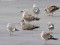 Larus cachinnans
