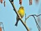 Serinus serinus
