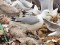 Larus cachinnans