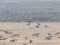 Branta ruficollis