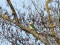 Picus viridis