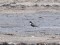 Turdus torquatus
