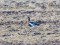 Branta ruficollis