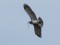 Circaetus gallicus