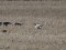 Anser brachyrhynchus