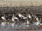 Anser brachyrhynchus