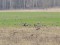 Branta ruficollis