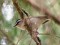 Regulus ignicapilla