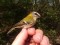 Regulus ignicapilla