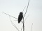 Asio flammeus