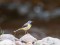 Motacilla cinerea