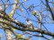 (Ficedula albicollis)
