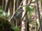 Regulus ignicapilla