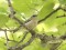 Regulus ignicapilla