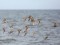 Calidris ferruginea