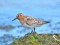 Calidris alba