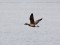 Branta bernicla