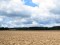 Lapwing (Vanellus vanellus) Arone fields, Daugavpils county, 02-Aug-2016. © Andris Erts Vanellus vanellus