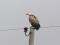 Griffon Vulture (Gyps fulvus) Mazozoli parish, Ogre county, 14-Aug-2016. © Aivars Ragovskis Gyps fulvus