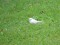 Motacilla alba