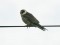 Falco vespertinus