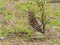 Anthus cervinus