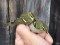 Phylloscopus inornatus