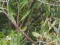 Phylloscopus inornatus