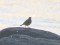 Anthus petrosus