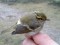 Phylloscopus proregulus